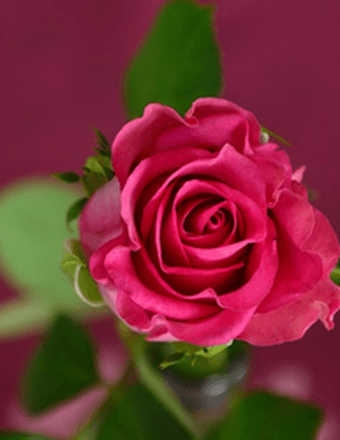 Marilyn Flether Obituary